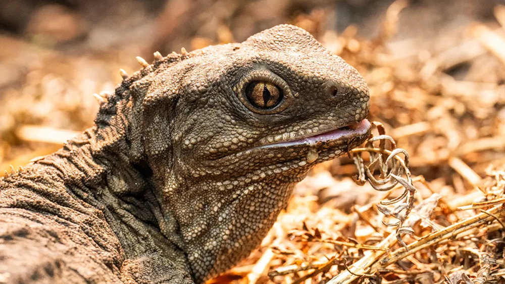    Фото: Chester Zoo