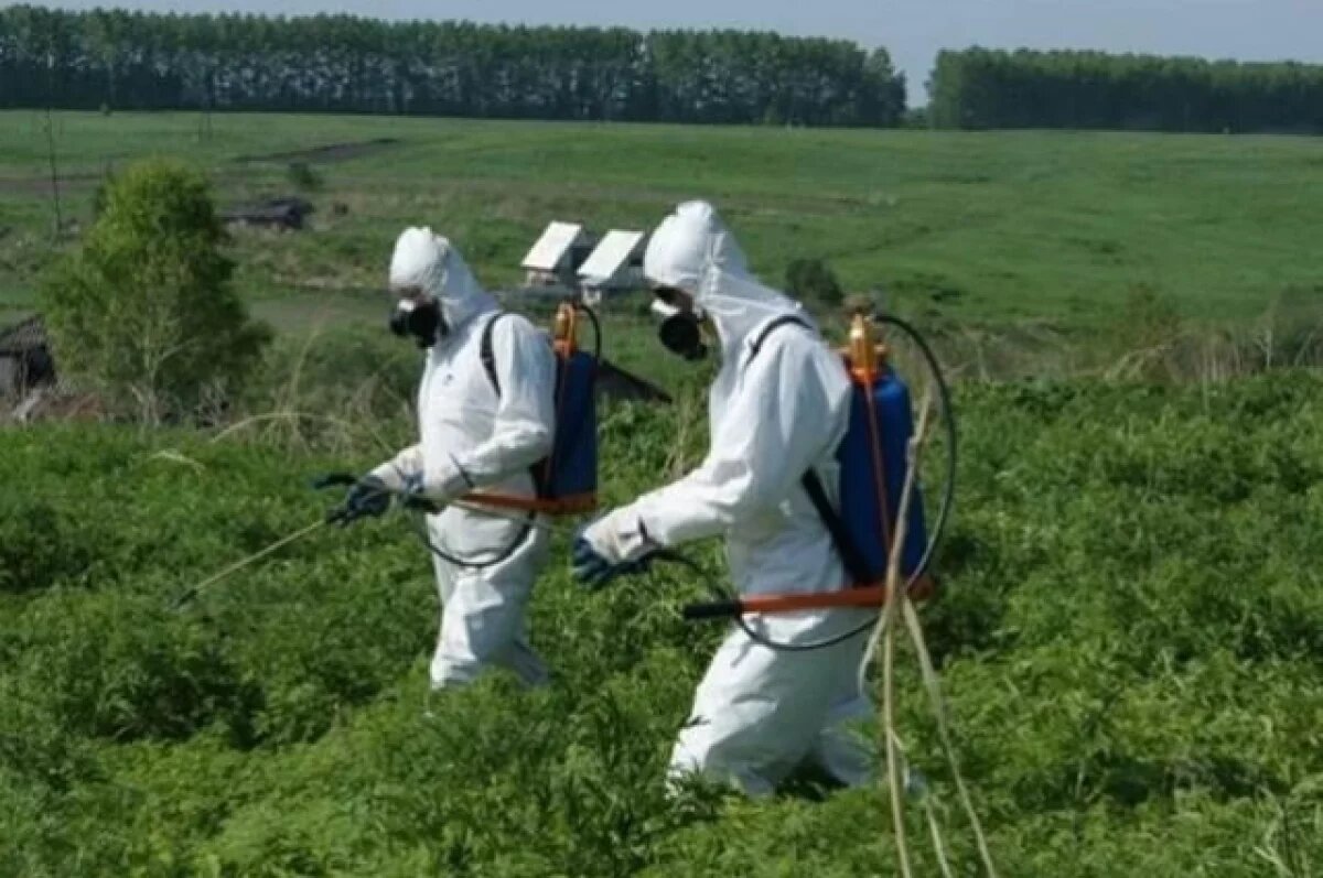    15 тысяч квадратных метров Красноярска очистили от наркосодержащих растений