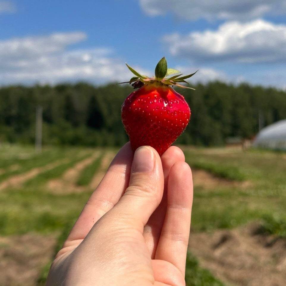 Полезная и сладкая клубника БИО прямо с поля на myfresh.ru 💚