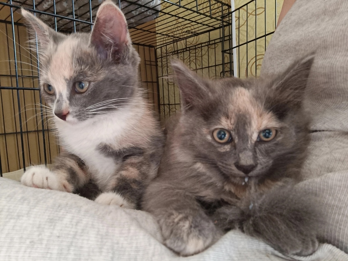 Малыши-пакетики- Калин и Шуршунчик-Шурочка