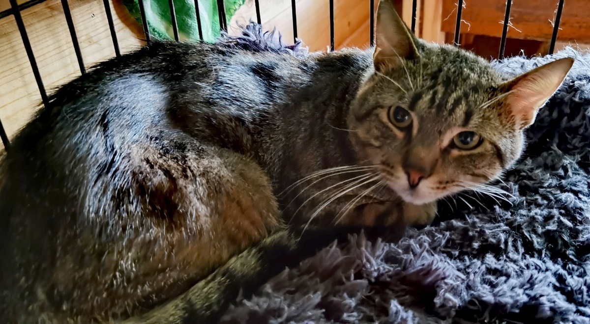 Бедный Фёдор