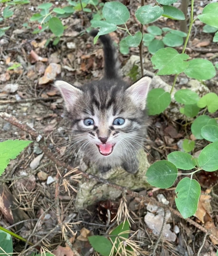 Оникс на дачах, в кустах около дороги, где его выбросили бессовестные люди