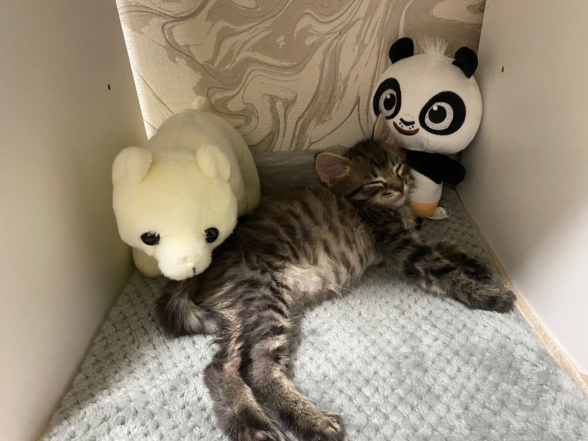 Оникс дома. Теперь он Джеймс