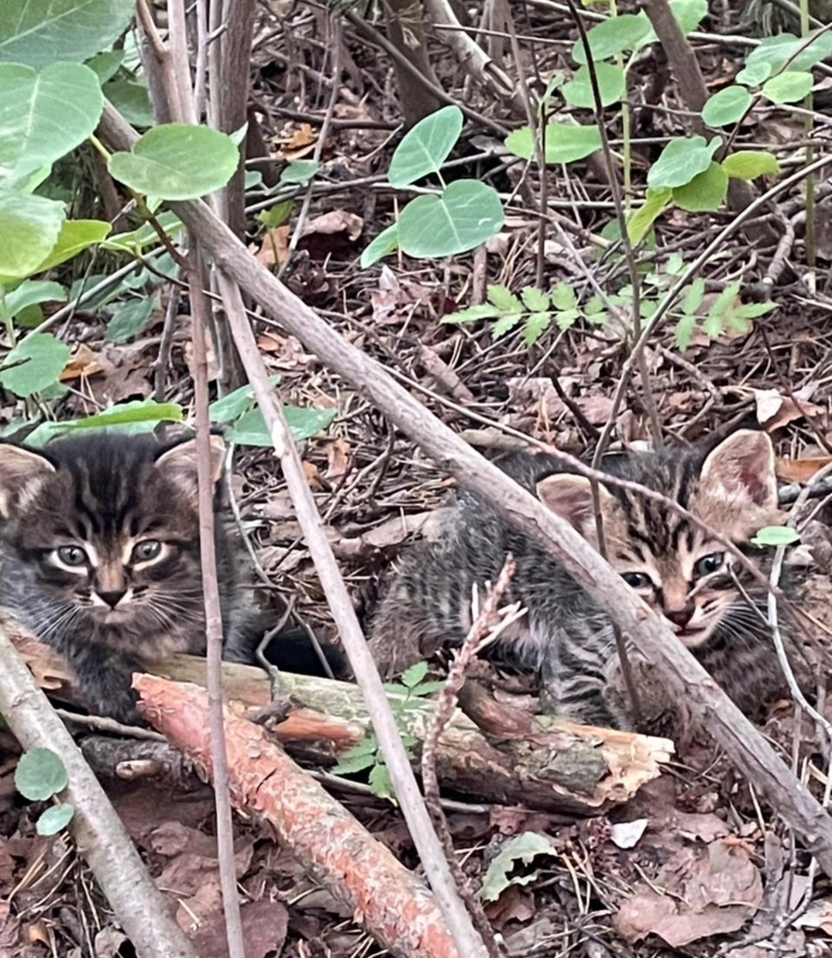 Яшма и Опал рядом с Ониксом