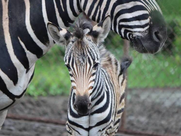     Фото предоставлено пресс-службой зоопарка г. Челябинска