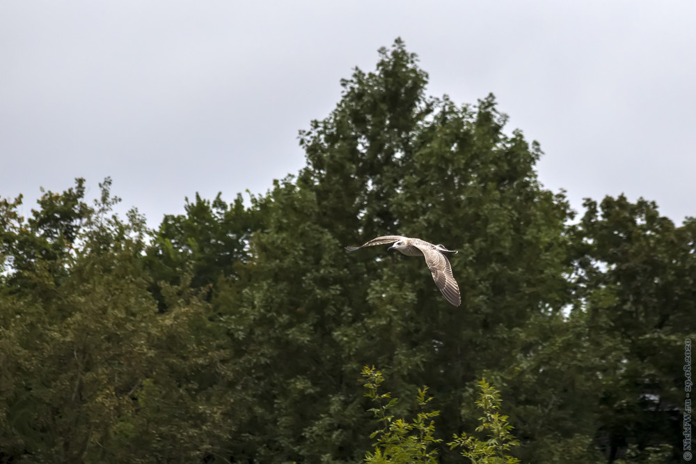 2. Молодая чайка в полёте... © NickFW.ru — 29.08.2020г.