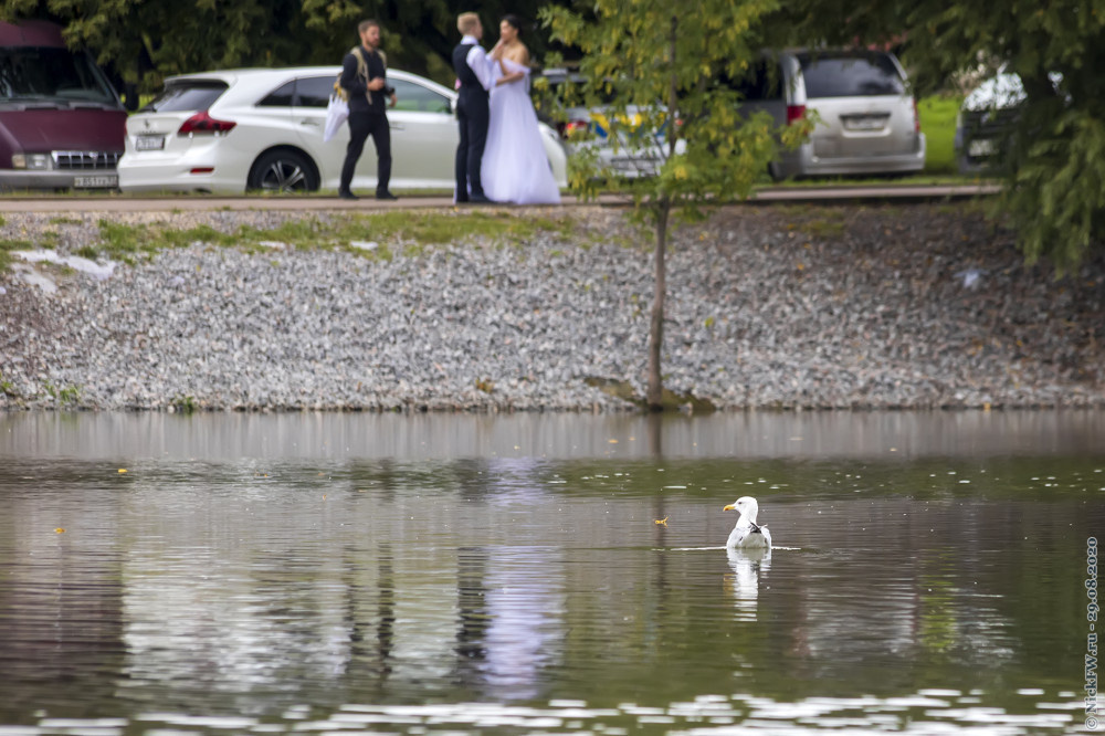 1. Чайка в пруду и свадебная фотосессия © NickFW.ru — 29.08.2020г.