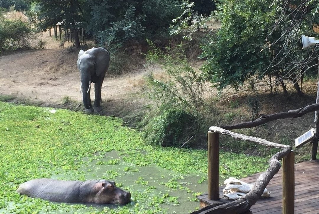 Billimungwe BushCamp. Южная Луангва 