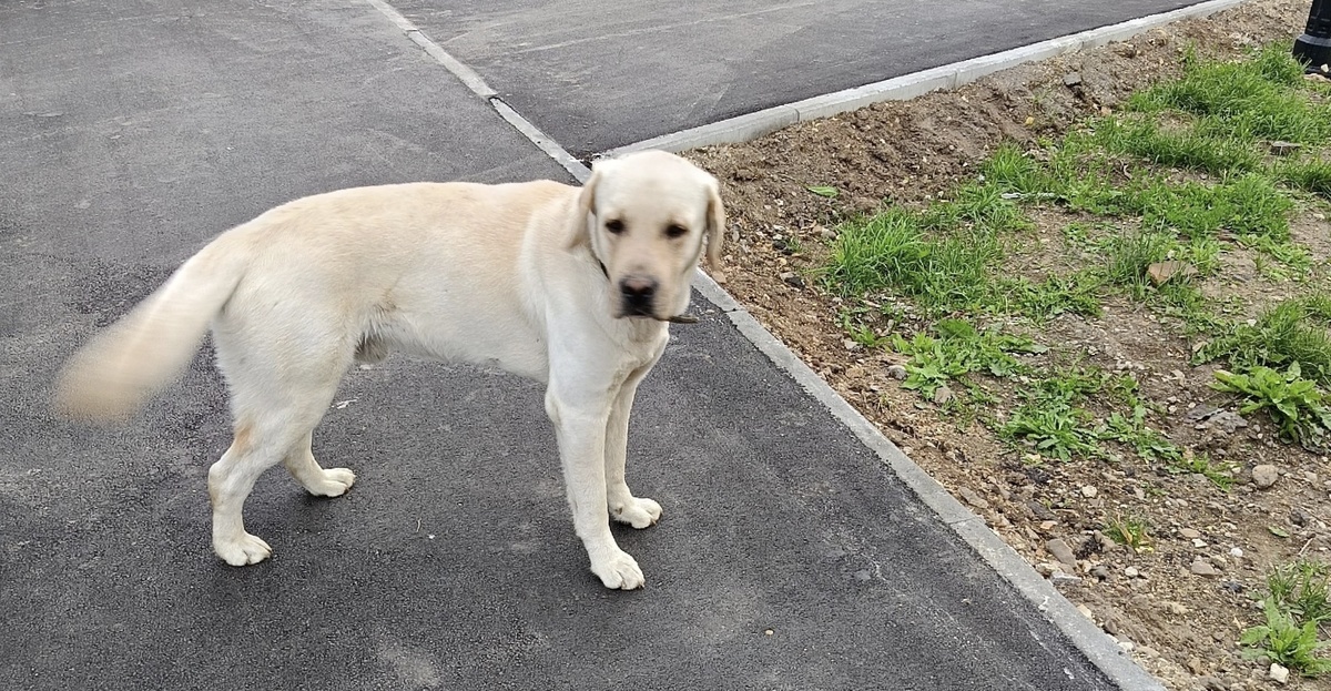 Молодой, активный кобель. С ошейником 