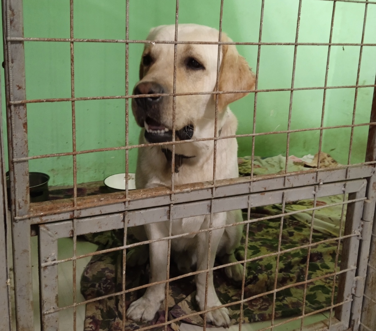 Пришлось взять его в приют 