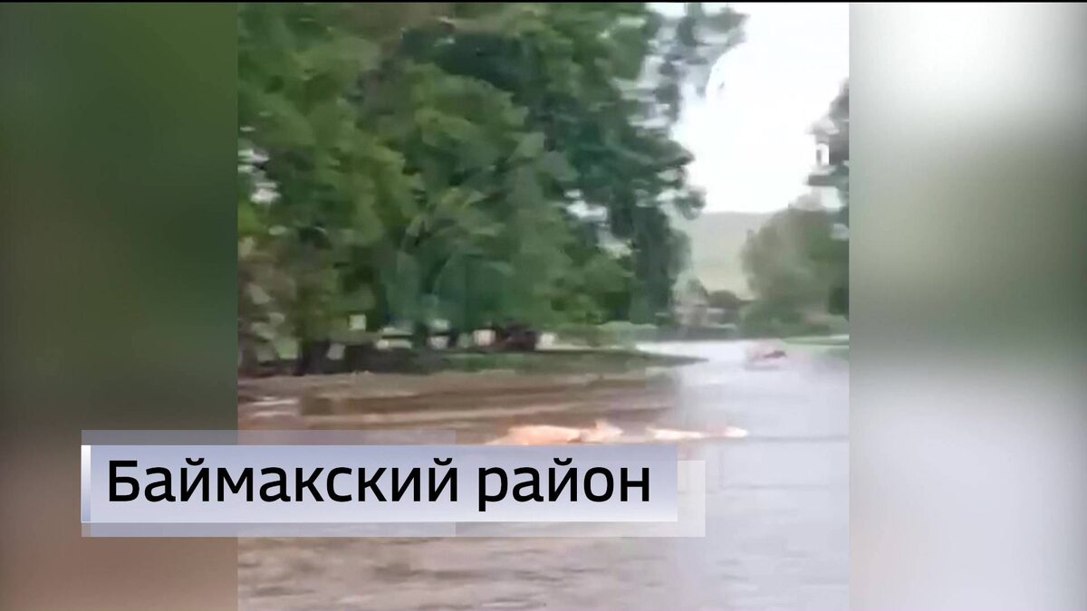    В Баймакском районе Башкирии из-за паводка коровам пришлось переплыть реку