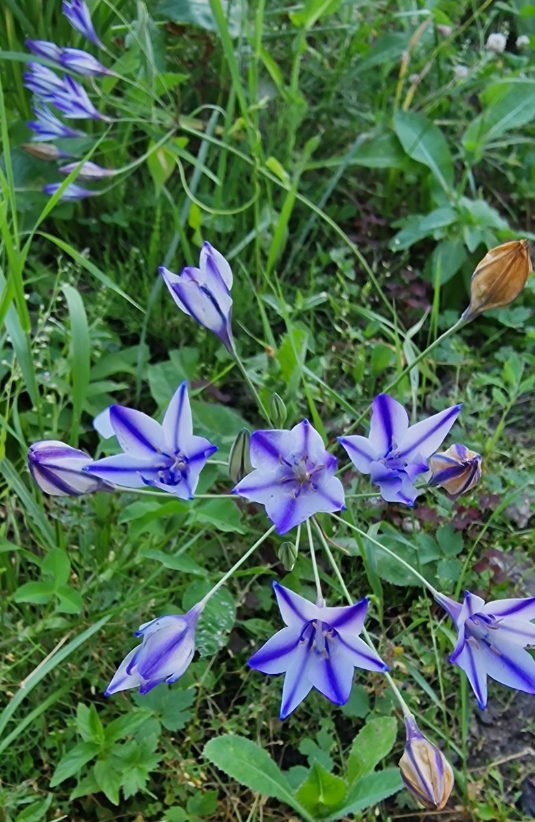Не удержусь еще раз трителейю показать.