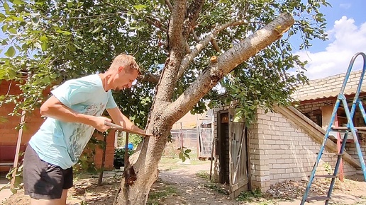 В деревне всегда берусь за грубую работу и пионы решили дать семена в очередной раз