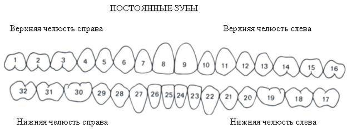 Окклюзия это в стоматологии. Характеристика зубного ряда. Характеристика зубного ряда. Характеристика зубного ряда. Характеристика зубного ряда.