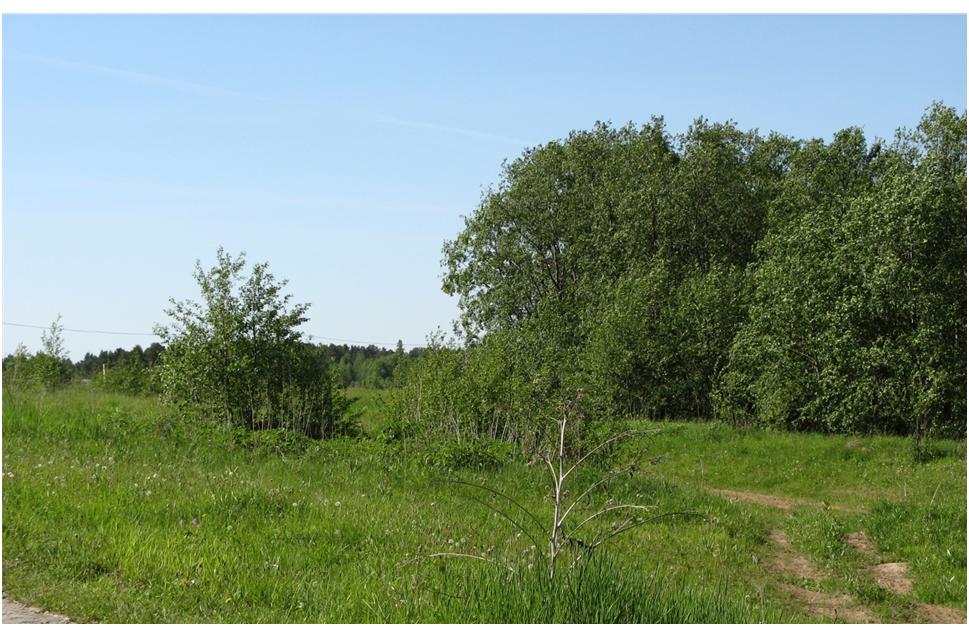 Лесная дорога. Фото автора.  