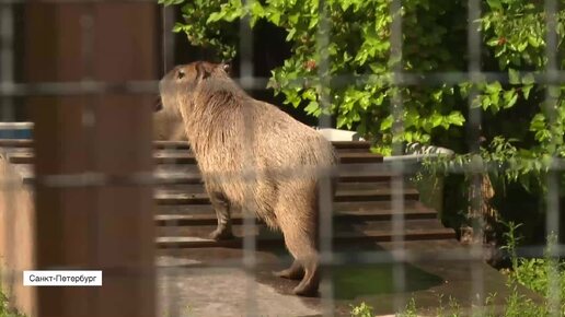 В Ленинградском зоопарке состоялся День капибары