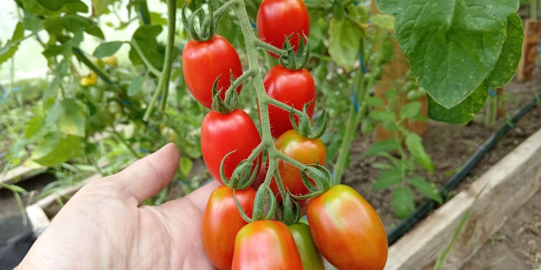5 сортов томатов, которые первыми созрели в июле 2024 года в теплице