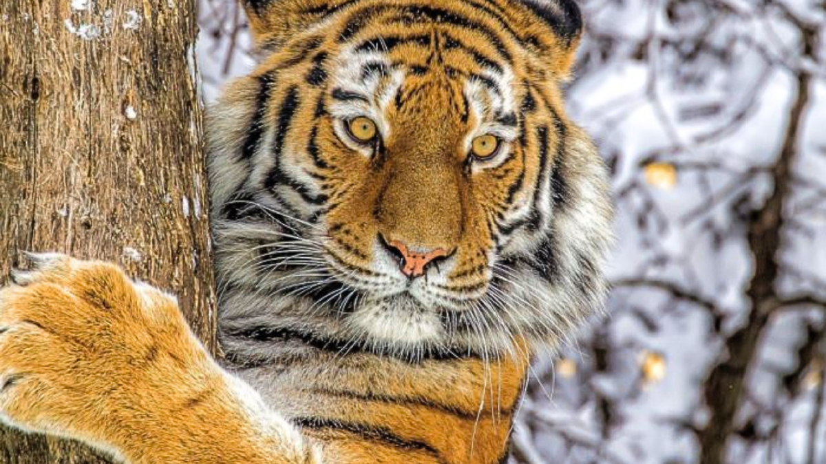 Самая крупная кошка среди тропических собратьев. Приспособлена к снегу и морозам. Источник изображения: web-zoopark.ru