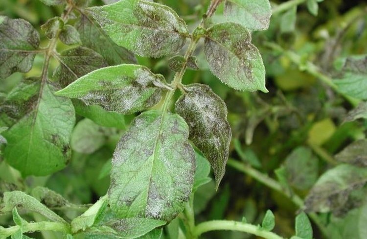    Фитофтороз на картофеле начался раньше в Тюменской области на неделю раньше средних сроков