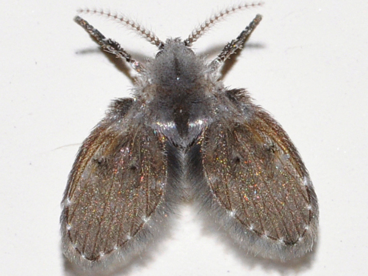     Дренажная муха. Фото: Wikipedia.org.