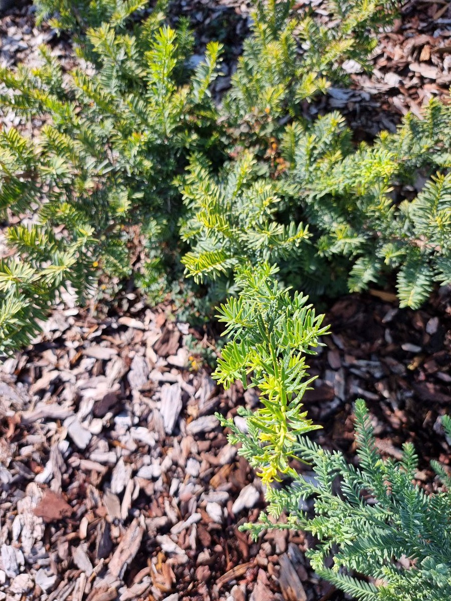 Taxus baccata 'Summergold' в моем саду. Анапа.