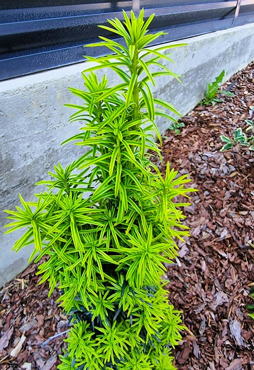 Весенняя окраска молодых приростов у Taxus baccata 'Fastigiata Aurea'. Летом хвоя темнеет.