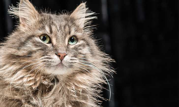 Фото из Интернета.