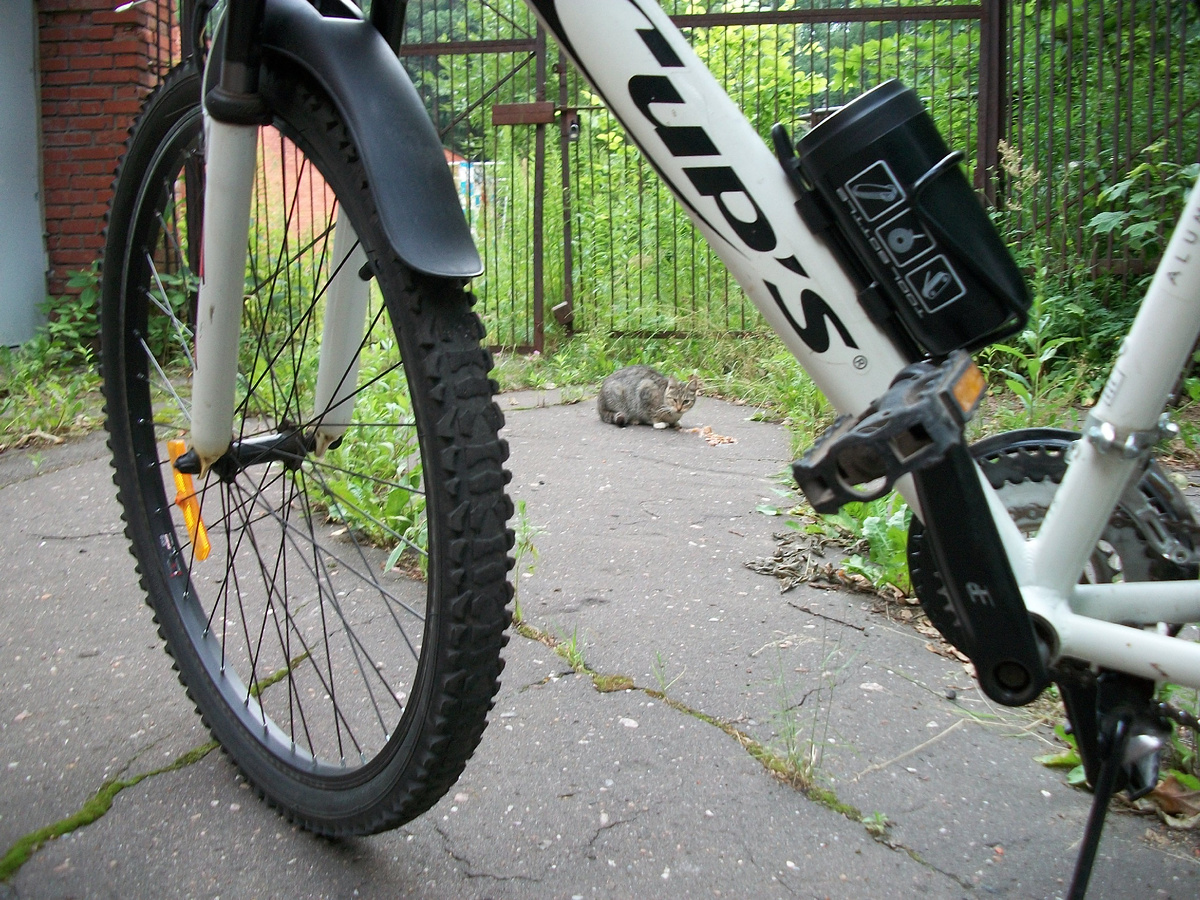 Кошачий патруль / МОСКОВСКИЙ МУЗЕЙ КОШКИ