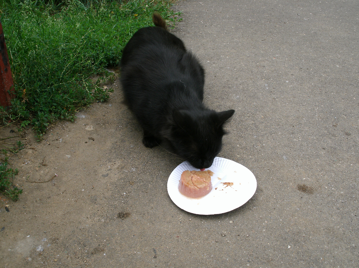 Кошачий патруль / МОСКОВСКИЙ МУЗЕЙ КОШКИ