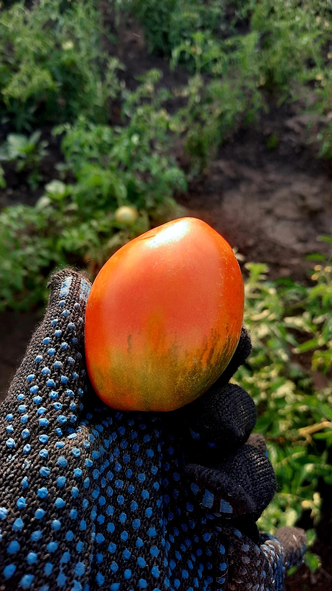 Вот такие помидоры у сестры уже выросли 