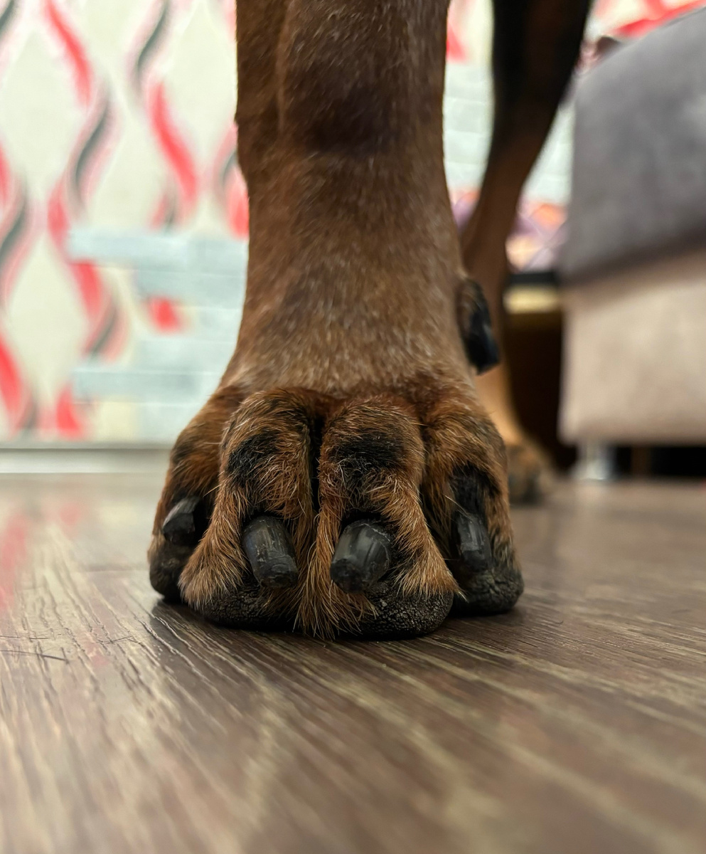 Передняя лапа 