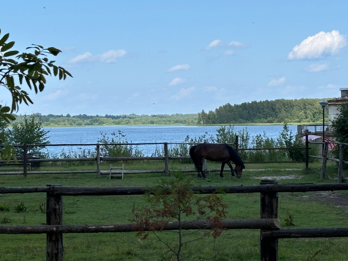 Фото автора. Если и лошадка, то только такая )))