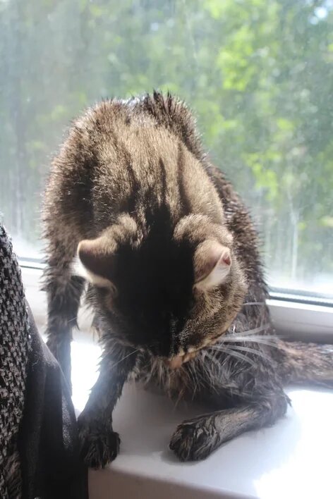 И куда у Шерхана делась "пушистость"