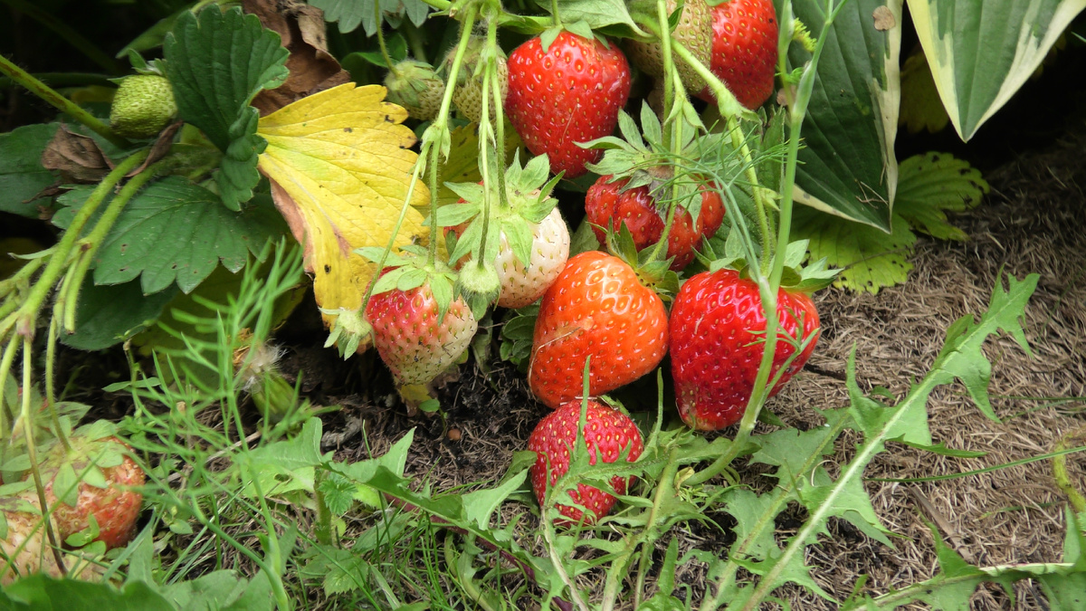 Клубника урожая 2024