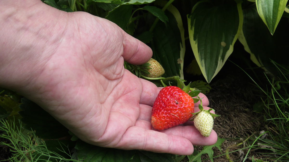 Земляника садовая крупноплодная