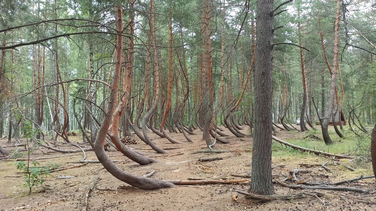 Некоторые местные жители считают, что в искривлении деревьев повинен ураган 1971 года: он якобы согнул стволы. Правда, учёные считают, что из-за одного урагана такие серьёзные изменения не произошли бы. Фото: Ольга Лаухина / Яндекс Карты