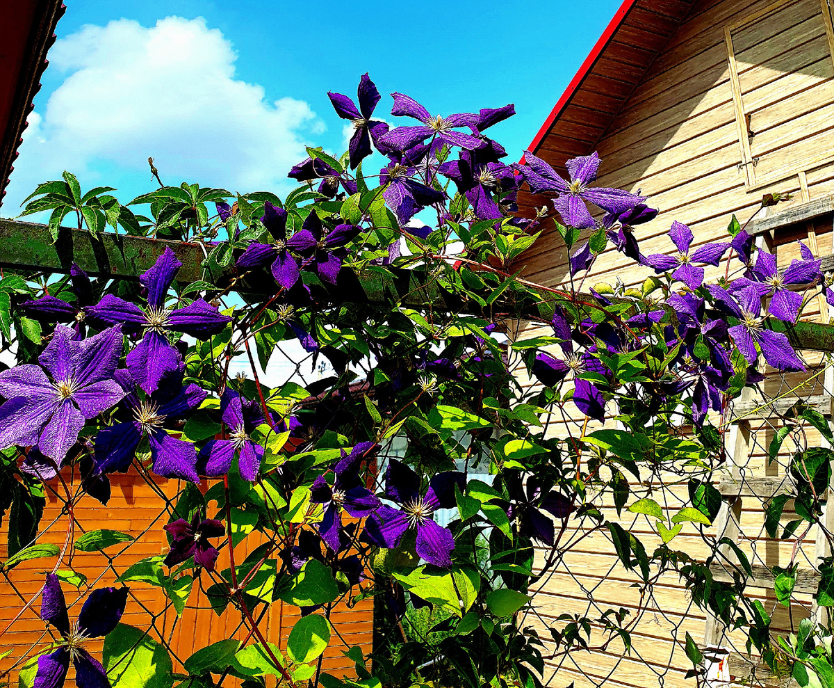 Клематис в цвету