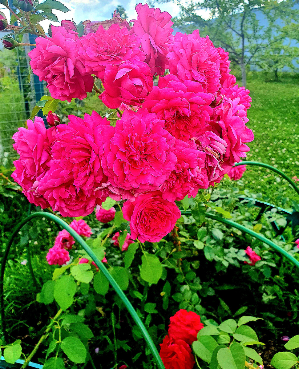 Роза селекции Дэвида Остина- остинка "Фальстав", в этом году просто необыкновенное цветение, до сих пор не закончилась "первая волна"