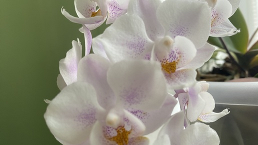 Вторая часть цветения орхидей. Жара июль🌸🌸🌸