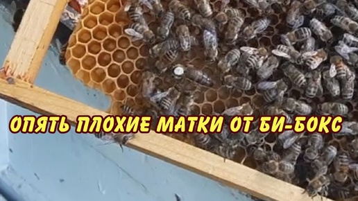 пчеловодство, опять плохие матки от бибокс