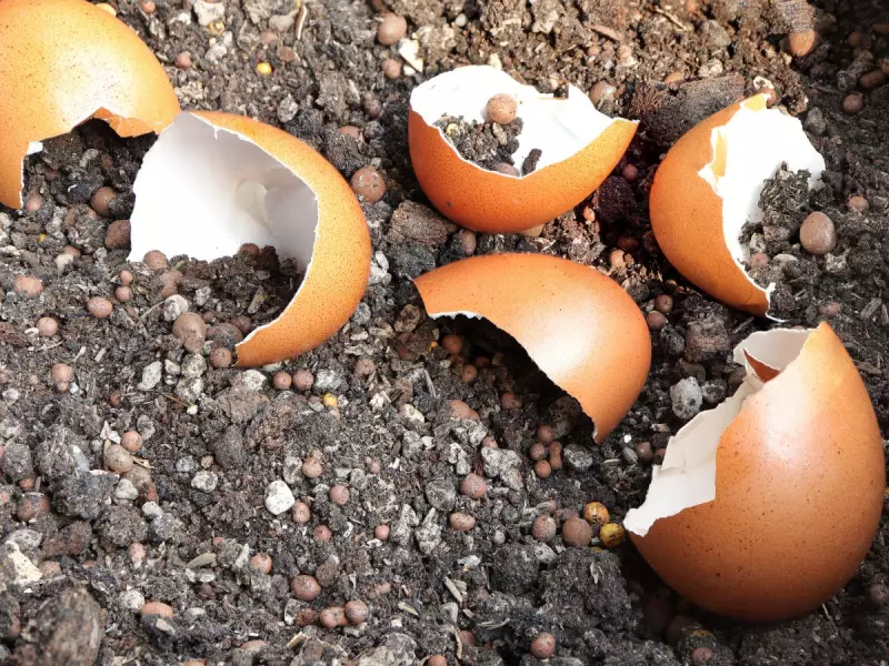 удобрение из яичной скорлупы