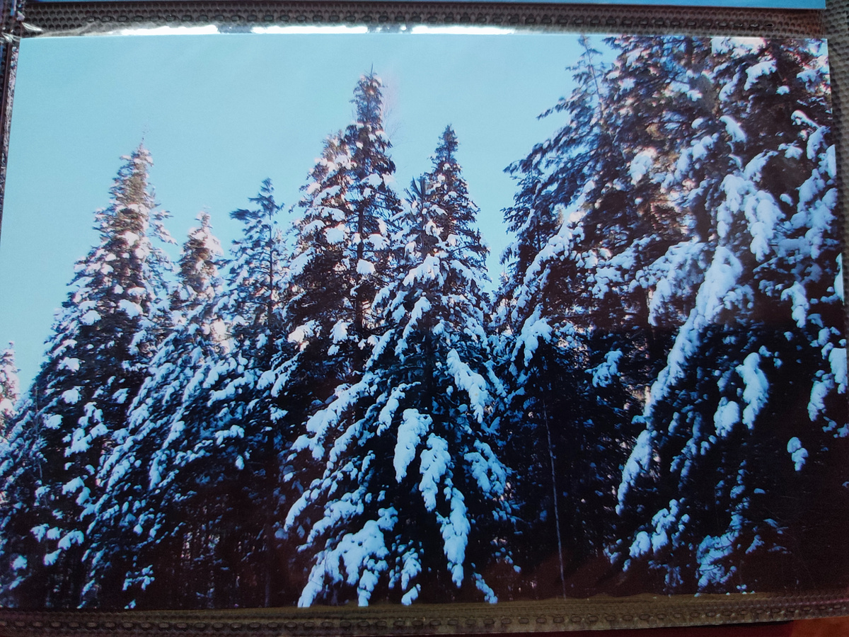 Заснеженные елки вдоль трассы Терней- Таежное. Ноябрь.