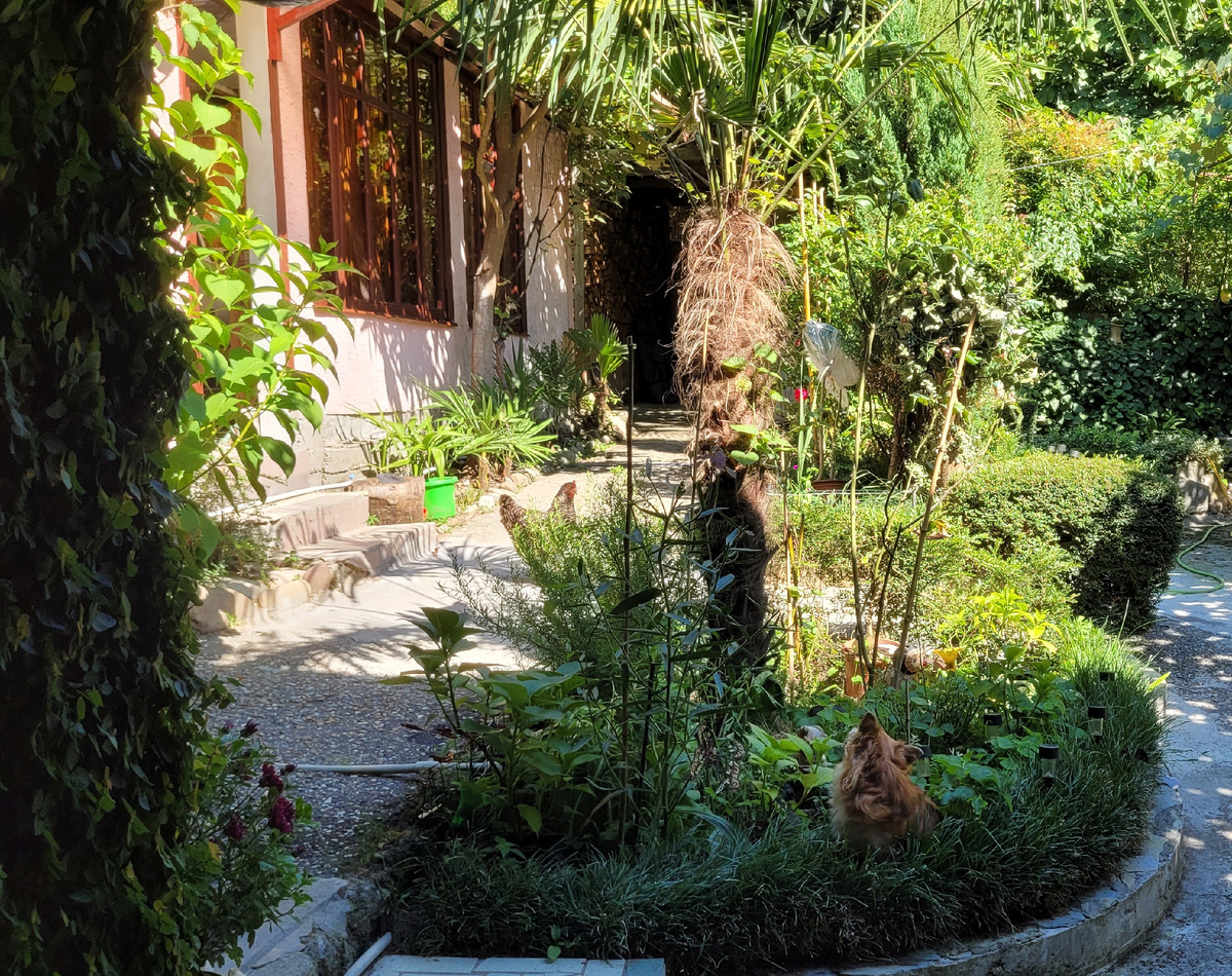 Собака Муха и курица