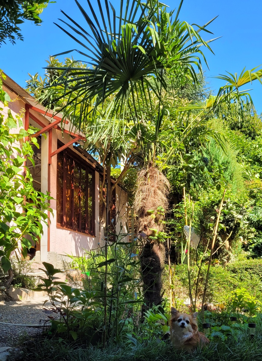 Собака Муха под пальмой