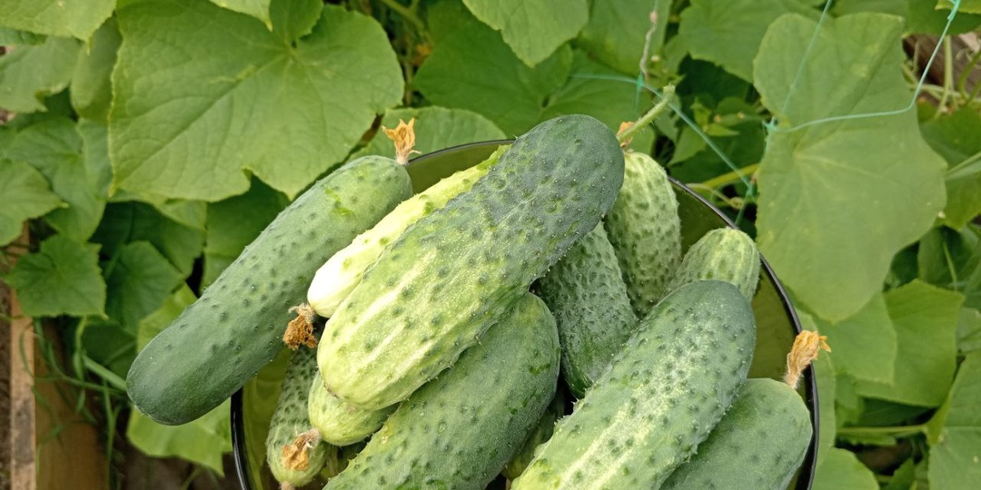 Собираю огурцы ведрами в теплице. Лучшие 8 гибридов огурцов