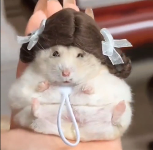 Хомяк в парике