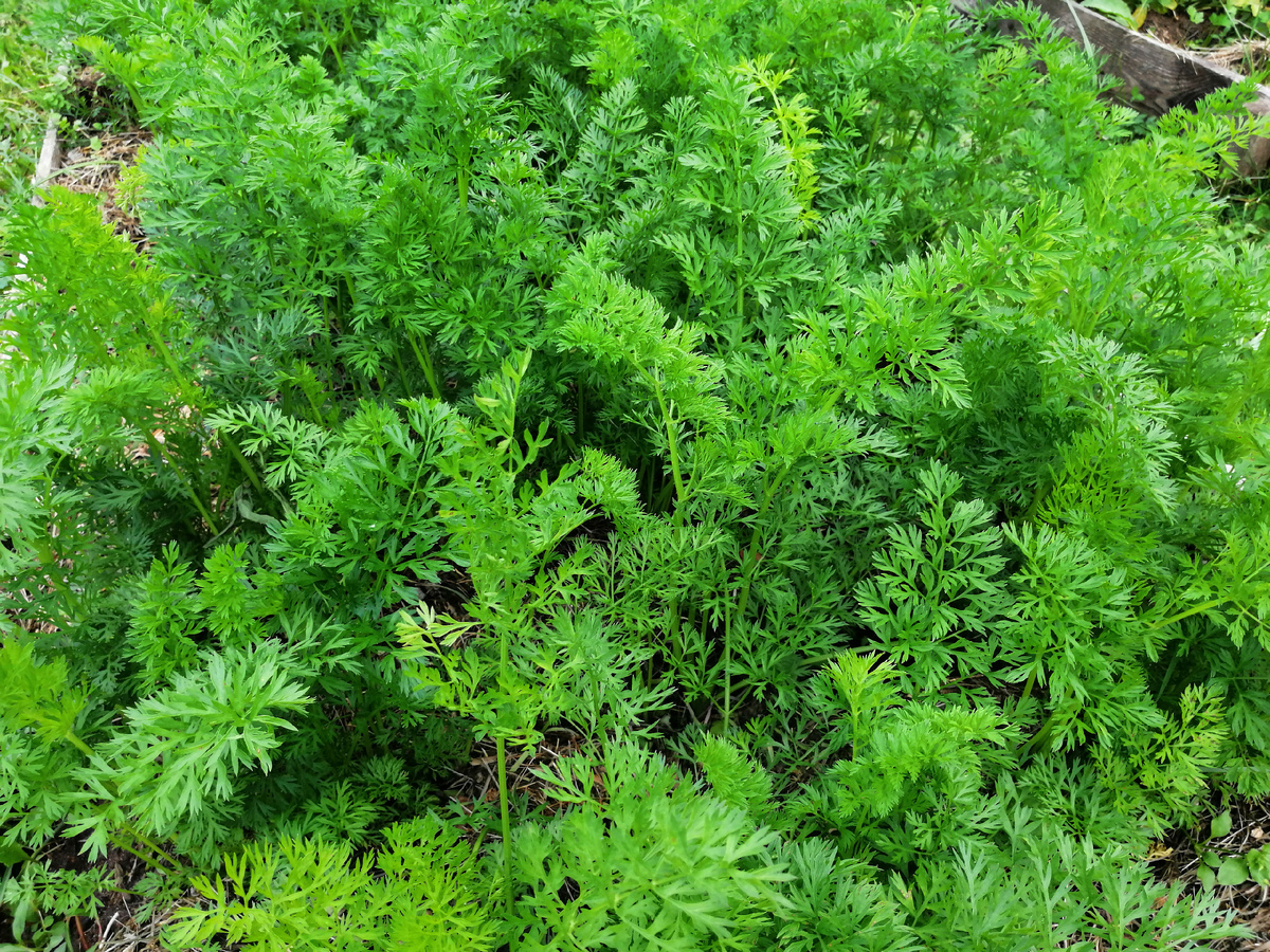 Морковь у меня сорта 'Детская сладость' для маленькой дочки. Пока не пробовали