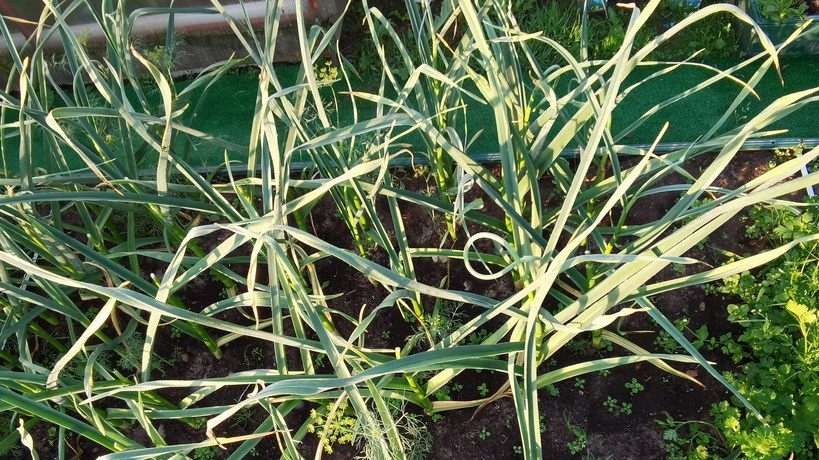 Выращивать чеснок несложно. Так думают многие, а потом гадают, почему же он плохо хранится