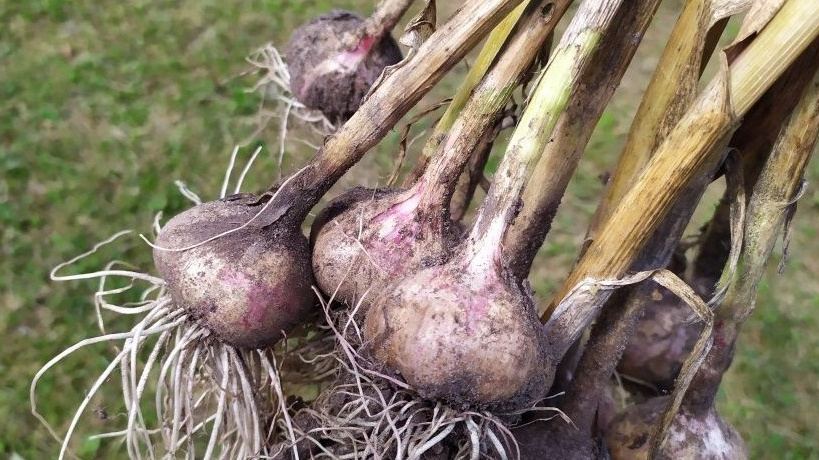 Мало выбрать правильное время для уборки чеснока, надо это еще и сделать грамотно!