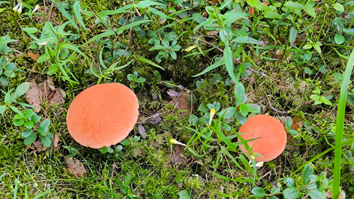 Поход за грибами в леса под Питером